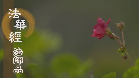 《法華經 法師品》- 總記三乘 廣收五教 - 第1246集