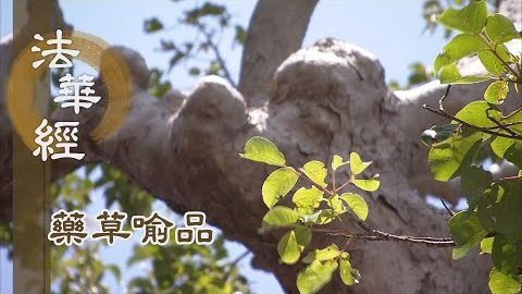 《法華經 藥草喻品》 - 法雨普澤 證入真如 - 第901集
