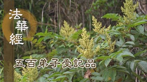 《法華經 五百弟子受記品》- 滿慈願力 說法第一 - 第1117集