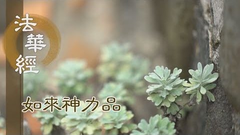 《法華經 如來神力品》法華經藏 花開果生 - 第1780集