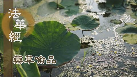 《法華經 藥草喻品》 - 了知因緣 不務速說 - 第897集