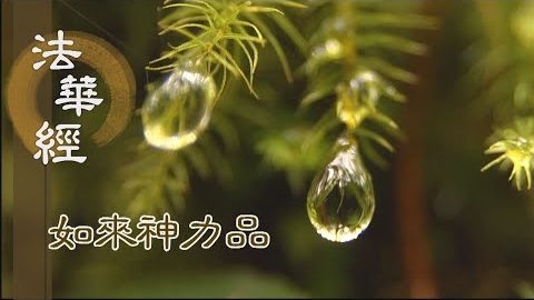 《法華經 如來神力品》真淨大法 清澄無染 - 第1766集
