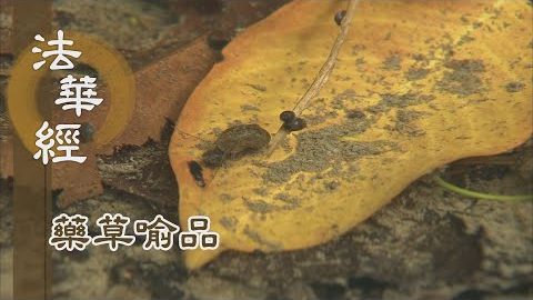 《法華經 藥草喻品》 - 五陰盛苦 聞法清涼 - 第900集