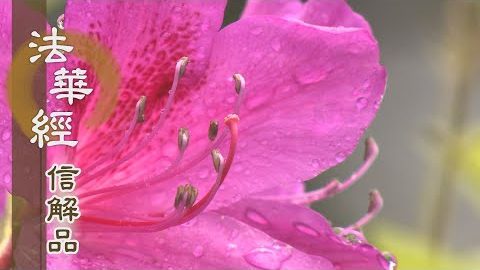 《法華經 信解品》如世慈父 教誡勤修 - 第781集