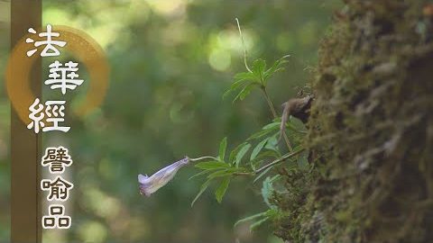 《法華經 譬喻品》解佛契理 悲心入眾 - 第511集