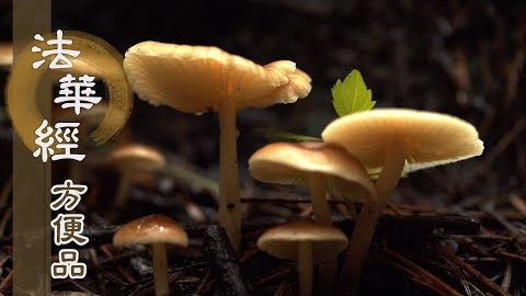 佛法難遇當敬信 - 第446集