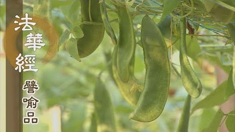 《法華經 譬喻品》群狗譬喻觀人心 - 第623集