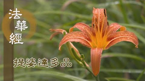《法華經 提婆達多品》- 唯佛證知 龍女成佛 - 第1351集