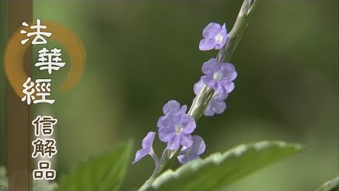 《法華經 信解品》深信體解 無諍三昧 - 第724集