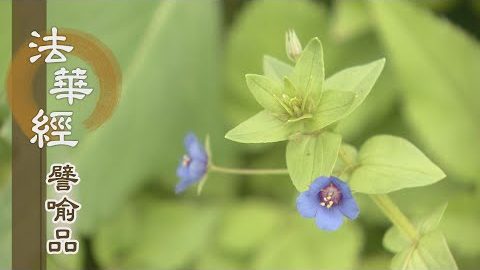 《法華經 譬喻品》貪迷癡闇 耽著為樂 - 第589集