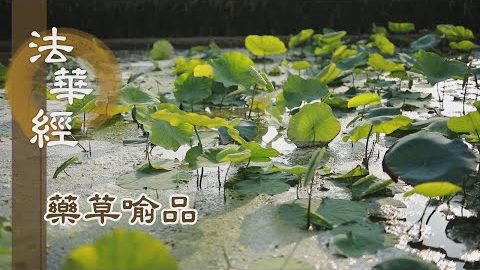 《法華經 藥草喻品》 - 聞法得果 各得增長 - 第922集