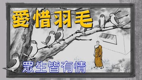 爱惜羽毛~什麽方法可以让鸟不群聚呢?