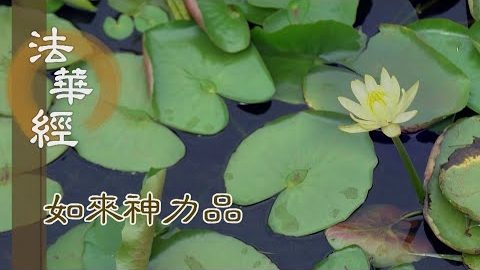 《法華經 如來神力品》破無明惑 轉障成德 -  第1773集