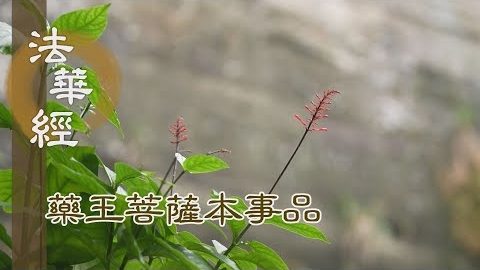 《法華經 藥王菩薩本事品》有身皆苦 了達無求 - 第1811集