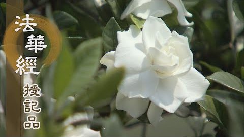 《法華經 授記品》 - 奉覲諸佛 具菩薩道 - 第962集