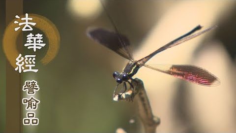 《法華經 譬喻品》諸根暗鈍 三慧不生 - 第552集