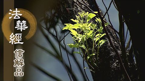 《法華經 信解品》宿世資糧 修持悲智 - 第838集