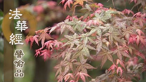 《法華經 譬喻品》當聞正法求解脫 - 第593集