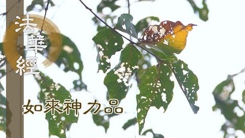 《法華經 如來神力品》 順情意境 身心喜悅 - 第1778集