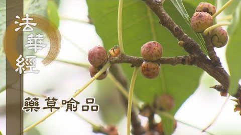 《法華經 藥草喻品》深心信解 通達無礙 - 第872集