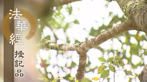 《法華經 授記品》 - 於佛智慧 皆不退轉 - 第973集