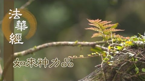 《法華經 如來神力品》諸佛慈悲 憐物護生 - 第1789集