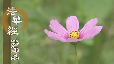 《法華經 法師品》- 善士弘經 如佛使者 - 第1208集