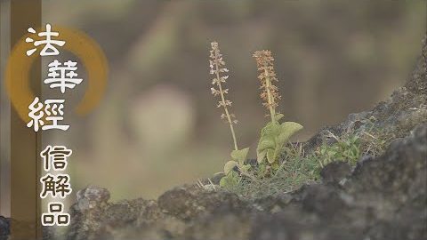 《法華經 信解品》愛深教切 呵護篤勵 - 第780集