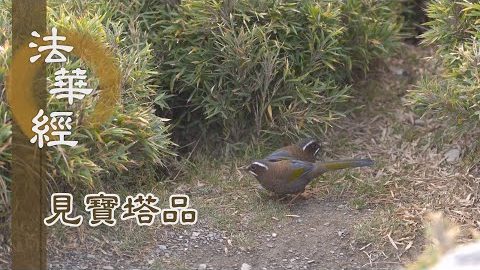 《法華經 見寶塔品》- 欲集分身 徹見實相 - 第1270集