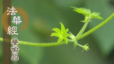 《法華經 譬喻品》信根守小 失佛知見 - 第460集